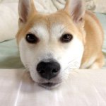 11055434_399854290185940_1177877521_a