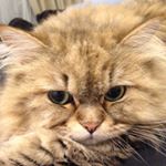 12139747_1472960206347257_2120241001_a