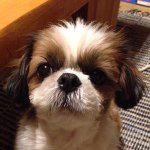 10843844_306609182869125_758226613_a