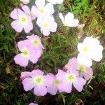 11325349_971644409554641_81430944_a