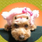 10903596_1517805355160180_1214118953_a