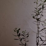 11191409_827573210658567_2035955433_a