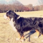 11809882_1609877019263266_1560973416_a