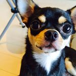 11950545_718027764993842_2127812728_a