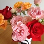 11373610_822995501146880_1872437561_a