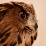 11925728_1627125994224297_380787683_a