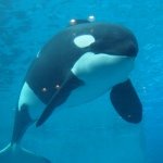 11421993_530611727096817_705097595_a