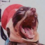 1515176_754681427947484_295856212_a