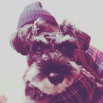 12070647_1493798970946255_2143428913_a