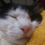 11358107_1620491461550019_977261016_a