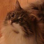 11909334_172234886453875_363709679_a