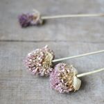 12071252_1608779306050229_36299803_a