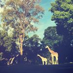 12142700_779232772202854_851911380_a