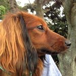 12106126_1042094685855150_938375823_a