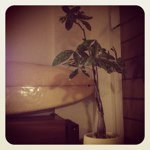 11809981_926596107379343_1988842226_a