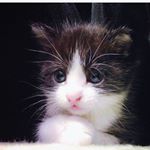 11910549_535175969963913_1349239373_a