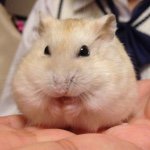 11371981_425289880983855_1267467878_a