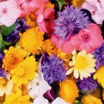 11373971_1455810264727454_128123353_a