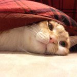 11093053_969932666350903_913805266_a