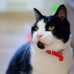 11255470_1049312881754027_1960297687_a