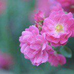 11355900_482745201894837_2023163499_a