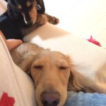 11008175_1184836088199024_1298181847_a