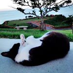 12063248_425764124281366_1406624455_a