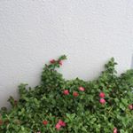 11821065_1924583801101146_1441769332_a