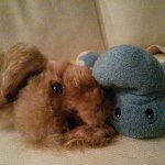 11355888_792418467546375_2009645923_a