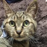 11287430_1607151126223042_595713097_a