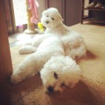 11327074_103022280038200_91523687_a