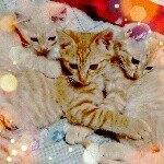 11348304_428179224050780_1816007922_a