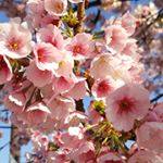 11417352_444293539086127_955731415_a