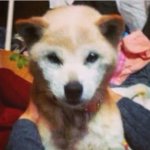 11015589_399411810240373_905996927_a