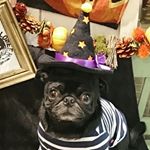 12139797_776050779208226_2080861371_a