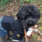 11032878_1607241422843128_703055006_a