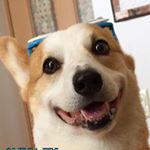 12080589_1626892780911159_1306504268_a