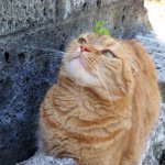 11373753_382706678596636_348918404_a