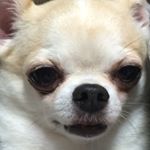 12135434_427057527480804_1437940051_a