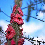 10755738_378733455627464_442423382_a