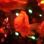 11910174_1453674124962855_668541336_a