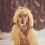 11192567_129917730677601_530626674_a