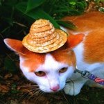 11909333_1637044916576010_1939528245_a