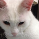 10549907_1552202455067453_1084991773_a