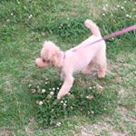 11909178_895263690561102_1630250271_a