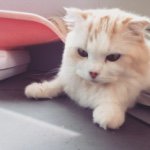 11098360_348448405353893_1757890557_a