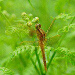 11325050_1008353289183702_800449474_a