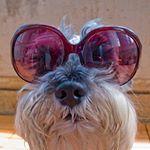 11333422_1497435163915441_1615298505_a