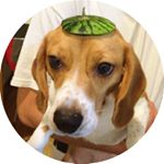 11375224_516343158512799_2111215960_a