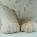 10852780_1593060564249279_1690487472_a